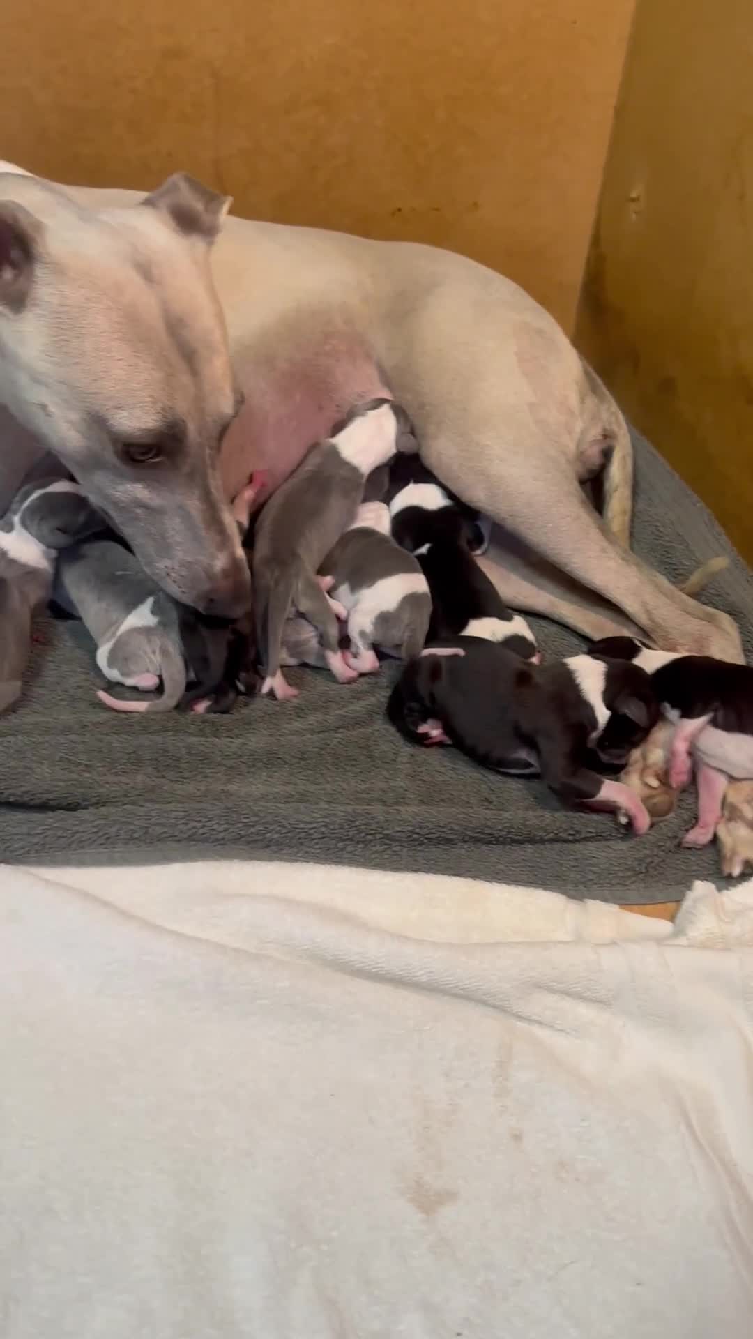Whippet dogs for sale: Rare colours full pedigree KC Reg whippet pups  - Video 1
