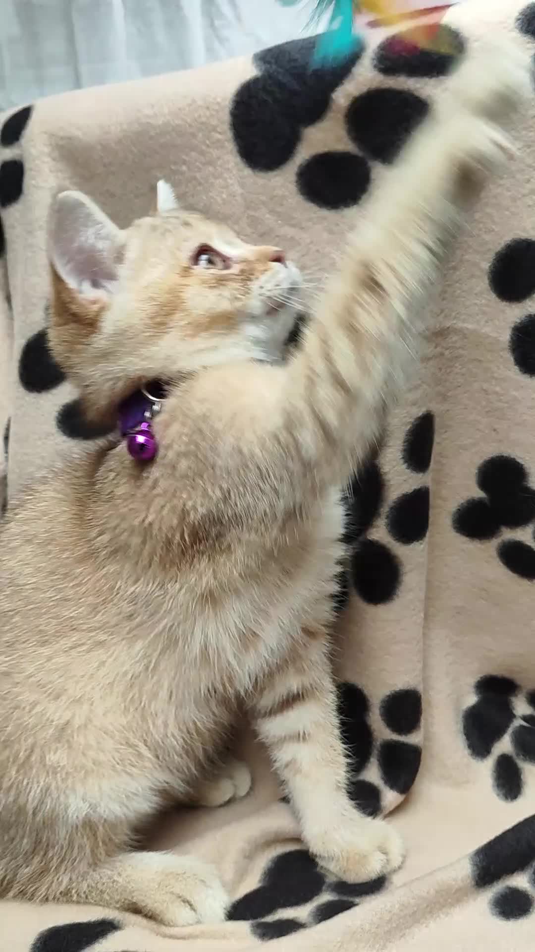British Longhair cats for sale: PURE TICA BRITISH SHORTHAIR & LONGHAIR KITTENS  - Video 1