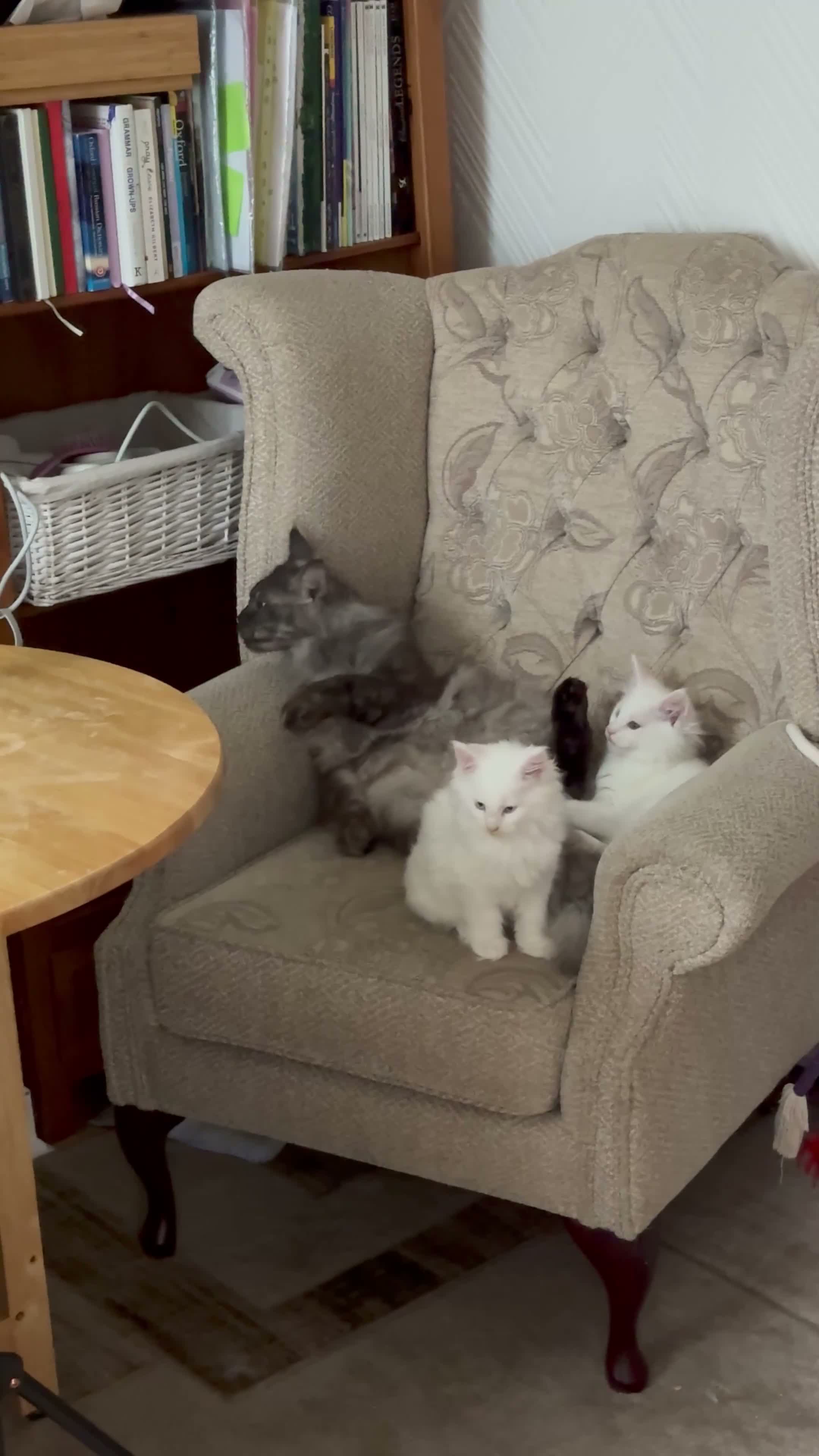 Maine Coon cats for sale: Beautiful White Maine Coon Kittens – Boy & Girl - Video 1