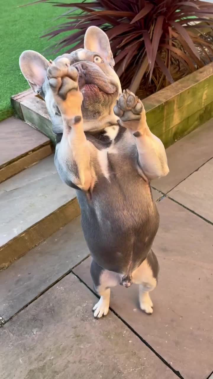 French Bulldog dogs for stud: Captain Cooper 🏅 in Grimsby - Video 1