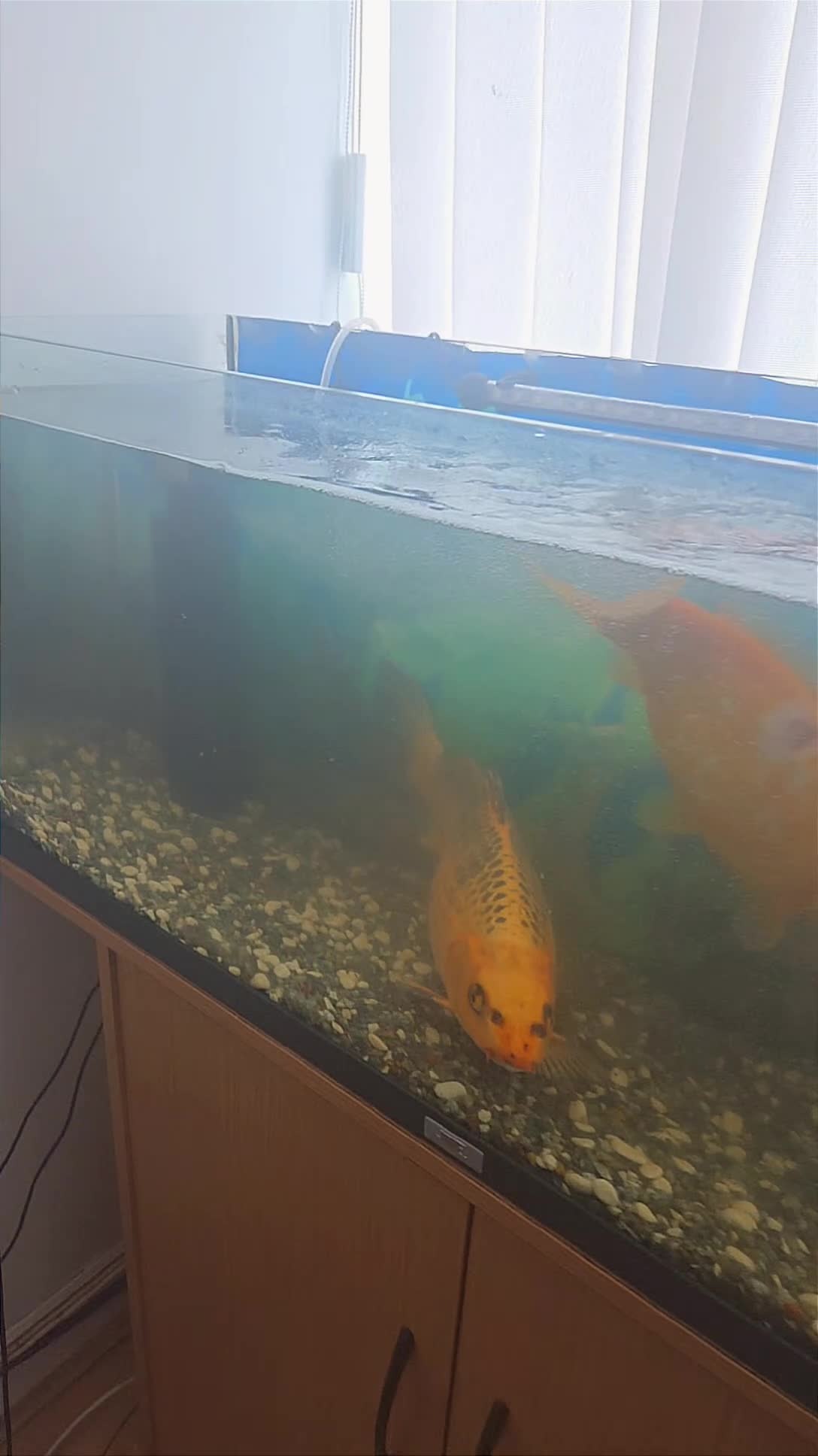 Koi Carp fish for sale: Koi fish in Leeds - Video 1