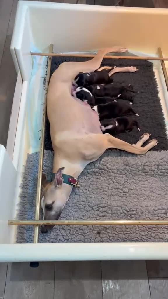 Mixed Breed dogs for sale: Stunning Whippet x Border Collie Pups - Video 1