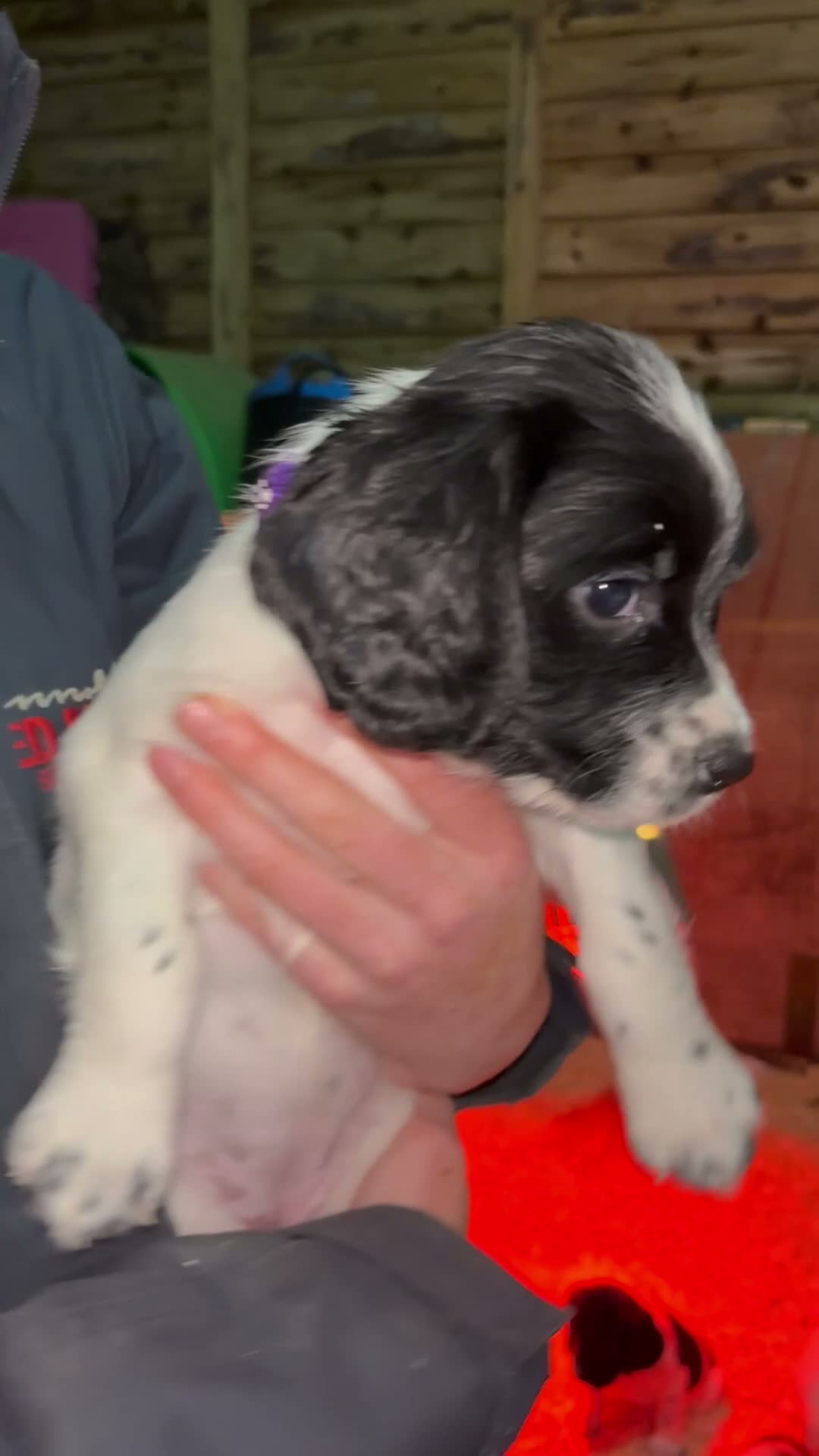 KC FTCH Springer Spaniels for sale in Yeovil | Pets4Homes