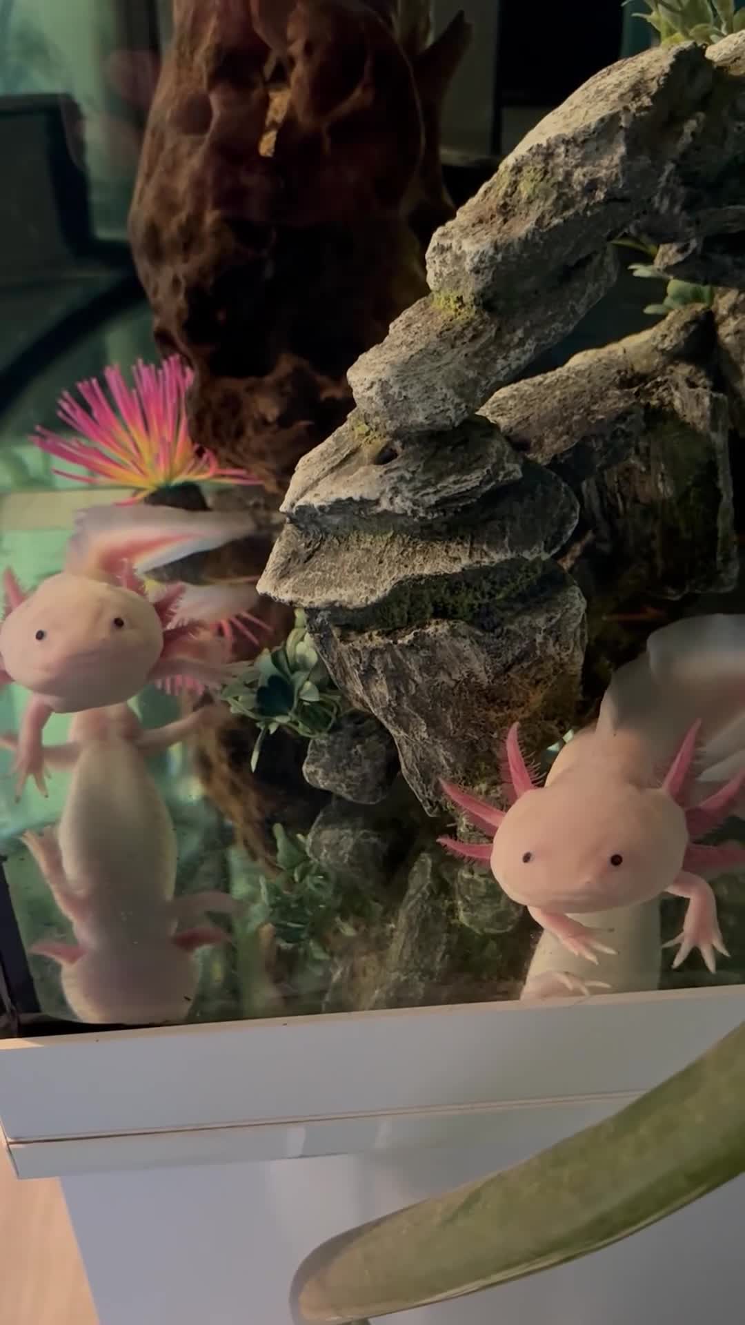 Axolotl reptiles for sale: 2 Leucistic Axolotl Males - Video 1