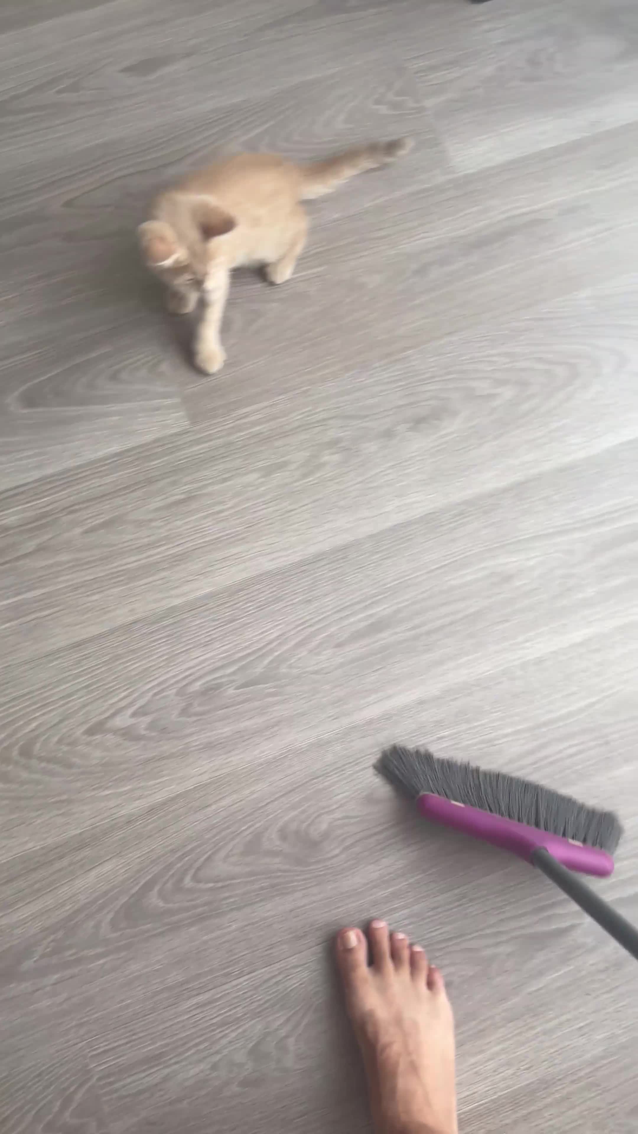 British Shorthair cats for sale: 🐱 Beautiful Ginger Kitten BoY in Harlow - Video 1