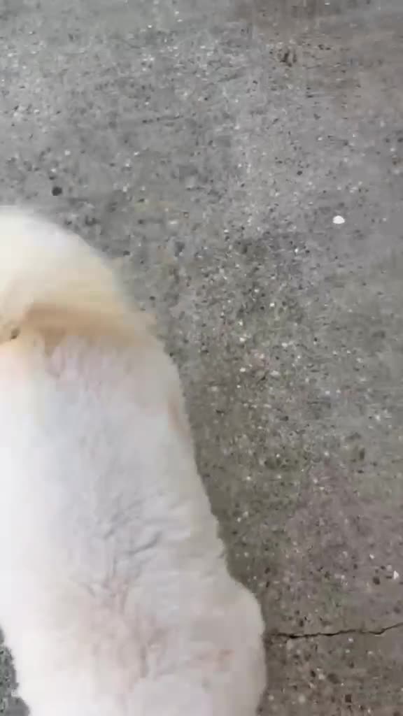 Cavapoo dogs for sale: Gorgeous F1 Cavapoo Puppies - Video 1