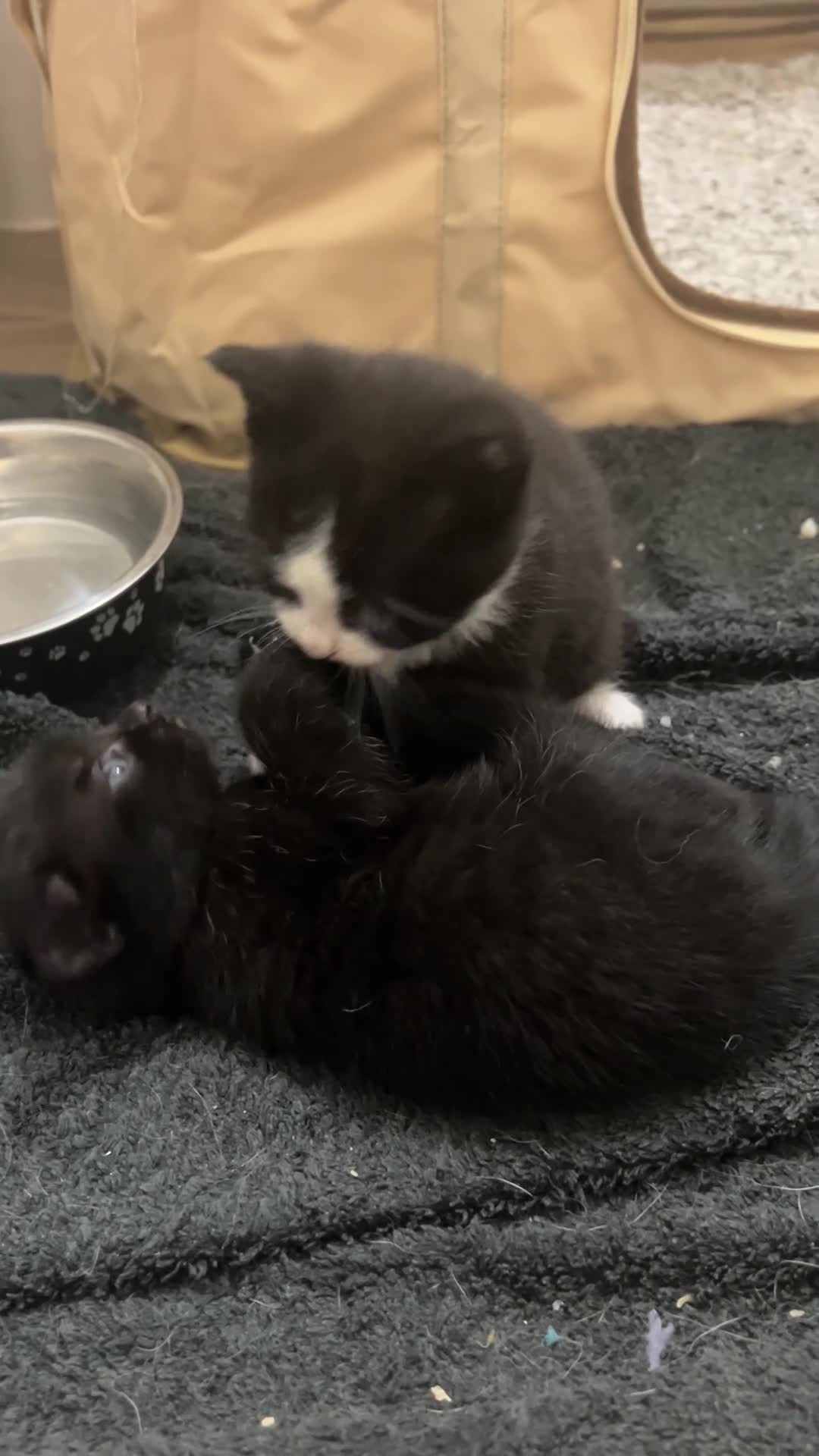 Domestic Shorthair cats for sale: Kittens - ready for new home 11th April - Video 1