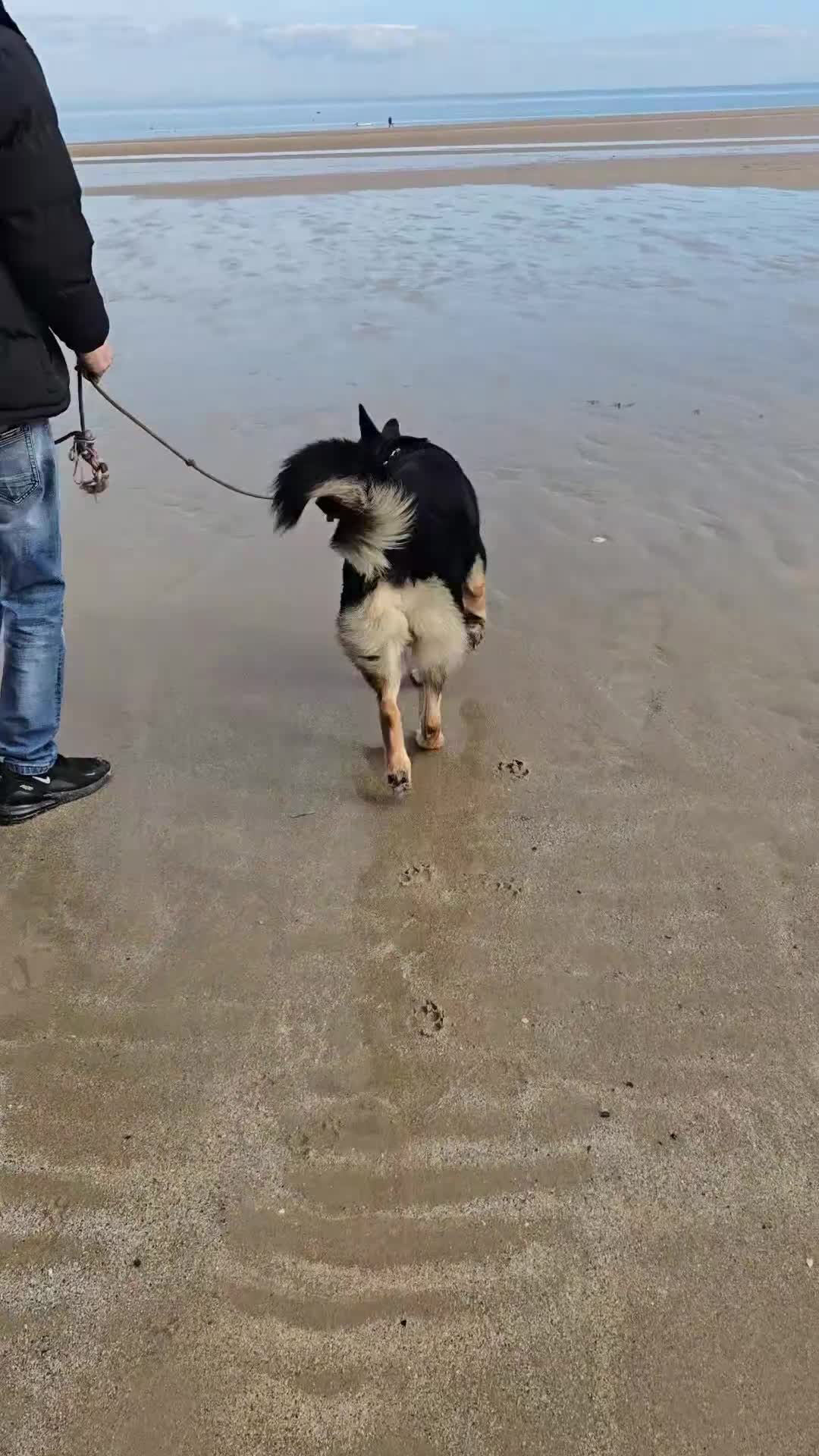 German Shepherd dogs for stud: KC German shepherd STUD in Telford - Video 1