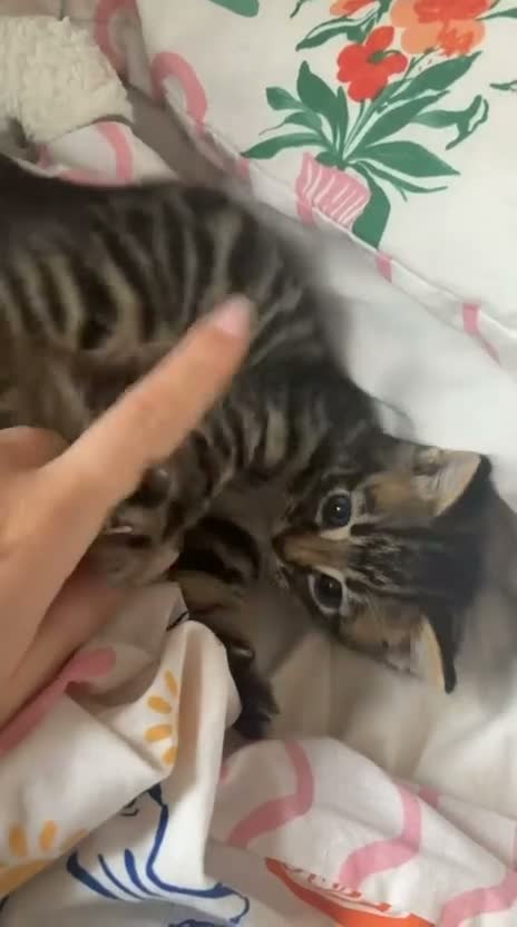 Mixed Breed cats for sale: Beautiful girl tabbies - Video 1