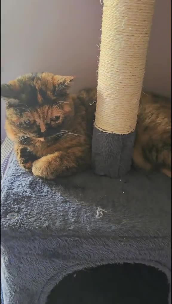 British Shorthair cats for sale: ❤️❤️❤️ - Video 1