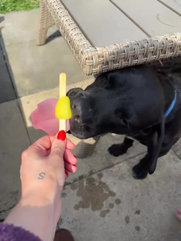 Mixed Breed dogs for adoption: 💙🐶 DOUGIE – A BIG HEART, A WAGGING TAIL  in Ripley - Video 1