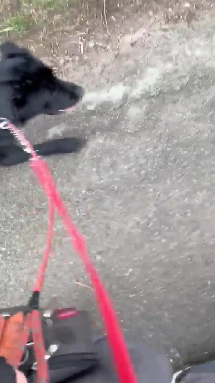 Mixed Breed dogs for adoption: Murphy - Video 1