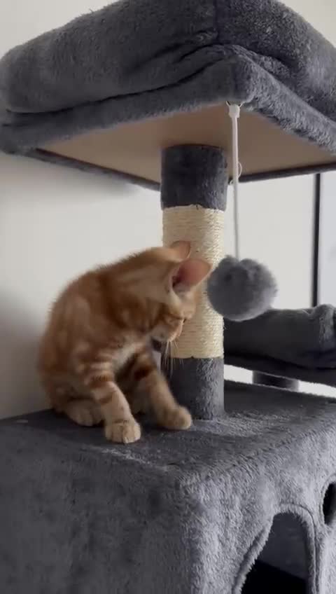 Domestic Shorthair cats for sale: One ginger domestic shorthair  - Video 1