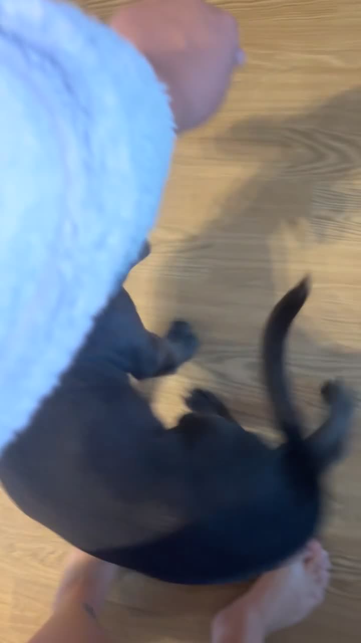 Cane Corso dogs for sale: Cane Corse Female  - Video 3