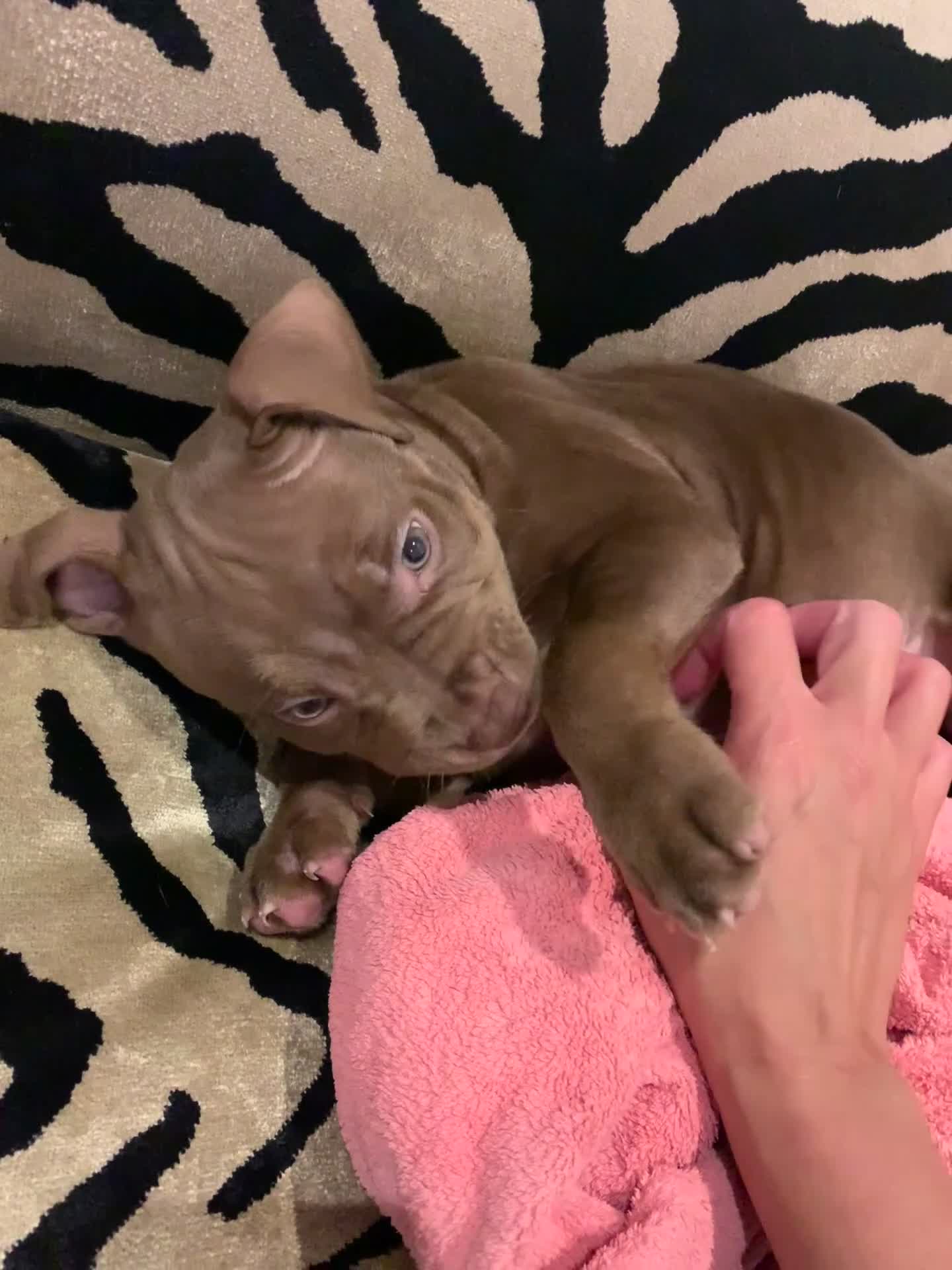 American Bully dogs for sale: Pocket bully pups - Video 2