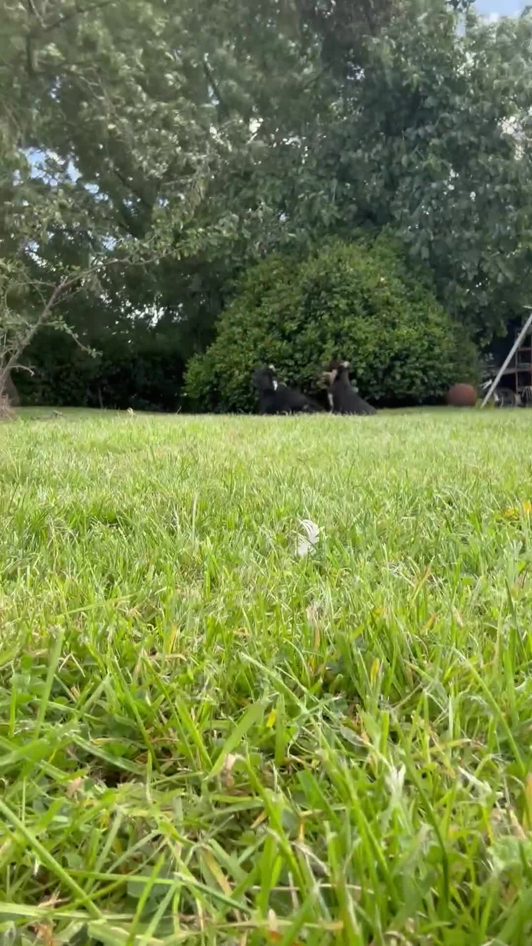Mixed Breed dogs for sale: 5 collie cross kelpie pups  - Video 2