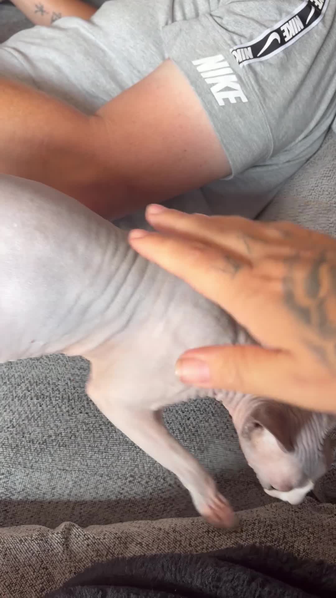 Sphynx cats for sale: Beautiful male and female  - Video 1