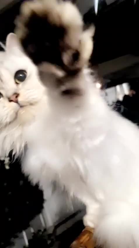 Mixed Breed cats for sale: ❄️ snow-white Persian/short hair ❄️  - Video 1