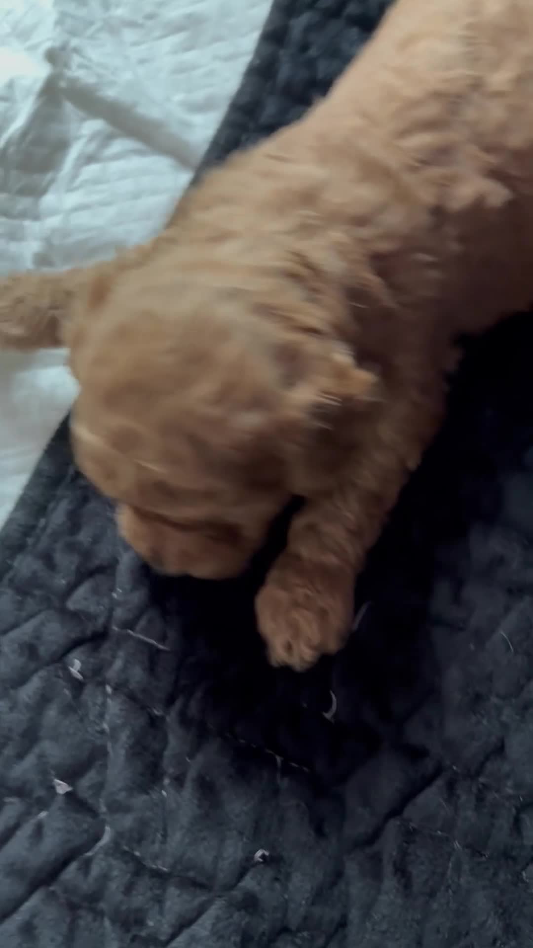 Shihpoo dogs for sale: ✨ REDUCED PRICE. Last Shihpoo Puppy Left  ✨ - Video 2