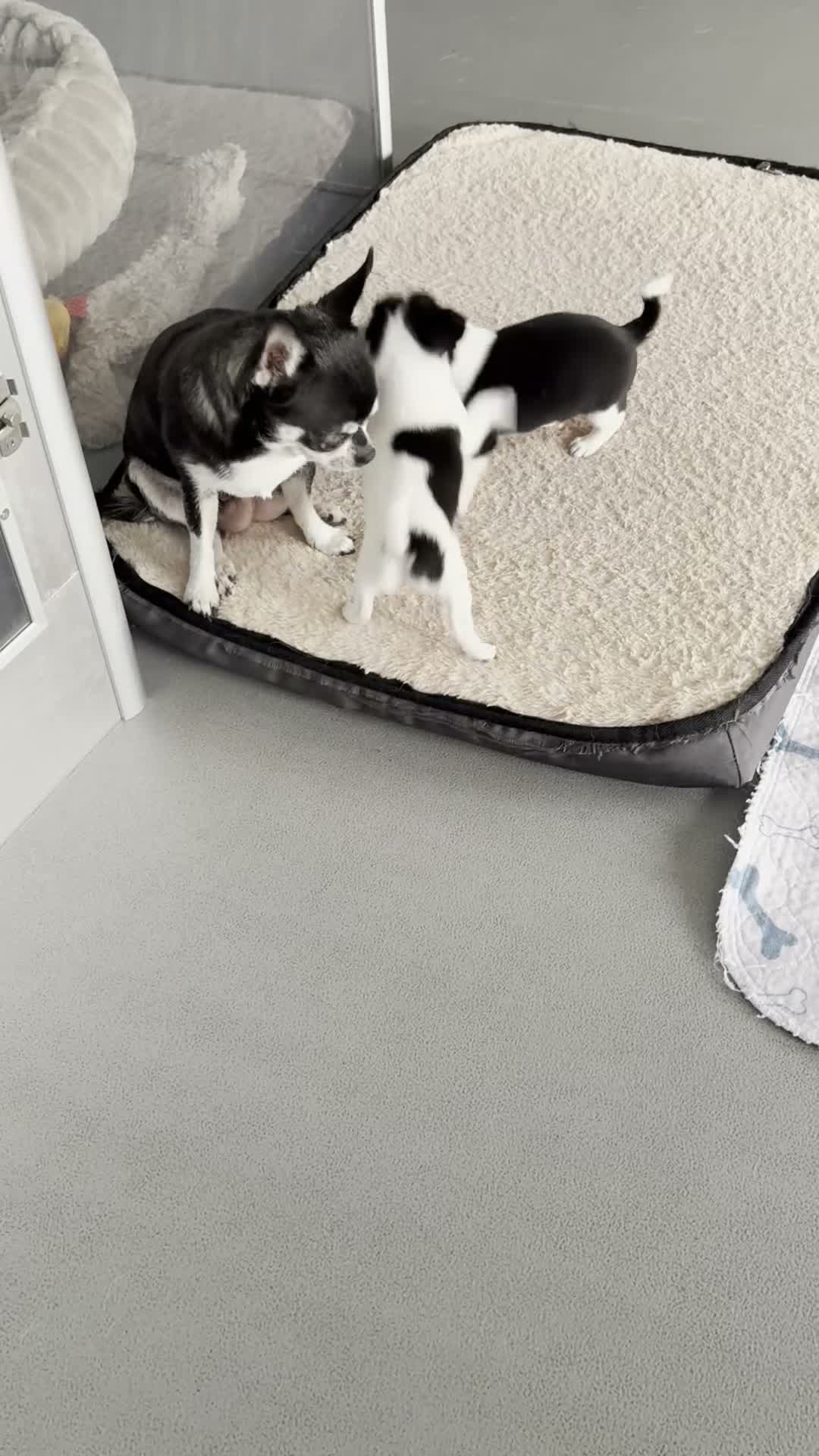 Chihuahua dogs for sale: KC regstered Chihuahua boy and girl  - Video 1