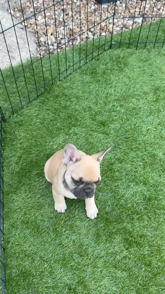 French Bulldog dogs for sale: Last blue tan micro puppy available reduced price  - Video 1