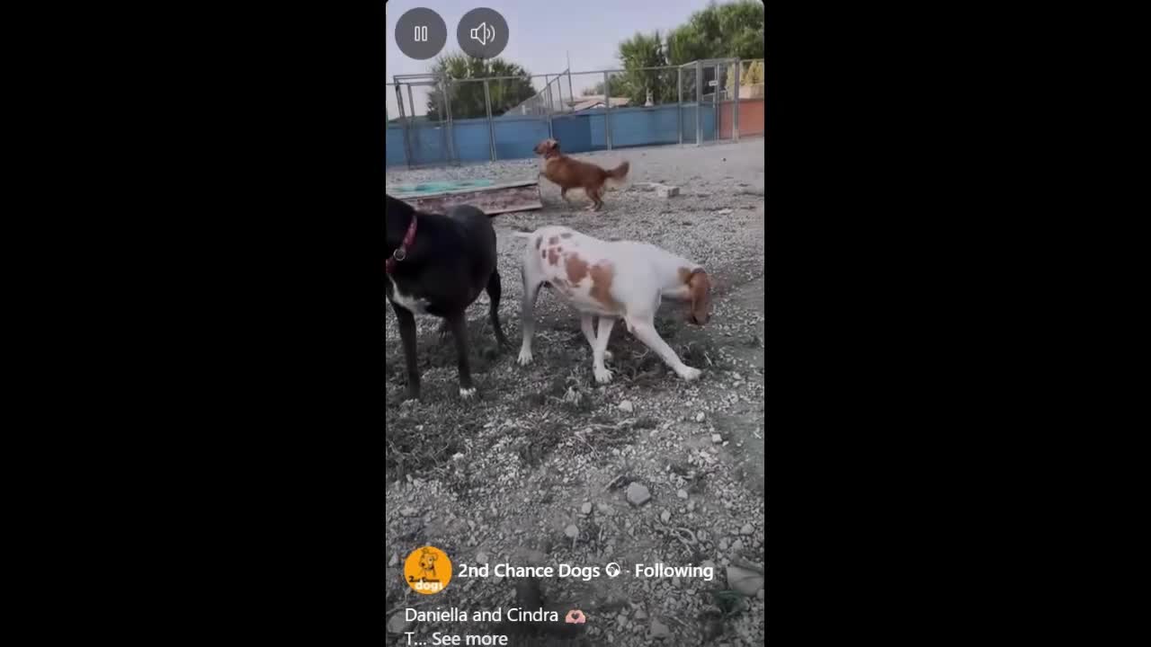 Beagle dogs for adoption: Cindra- young and dog social  - Video 1