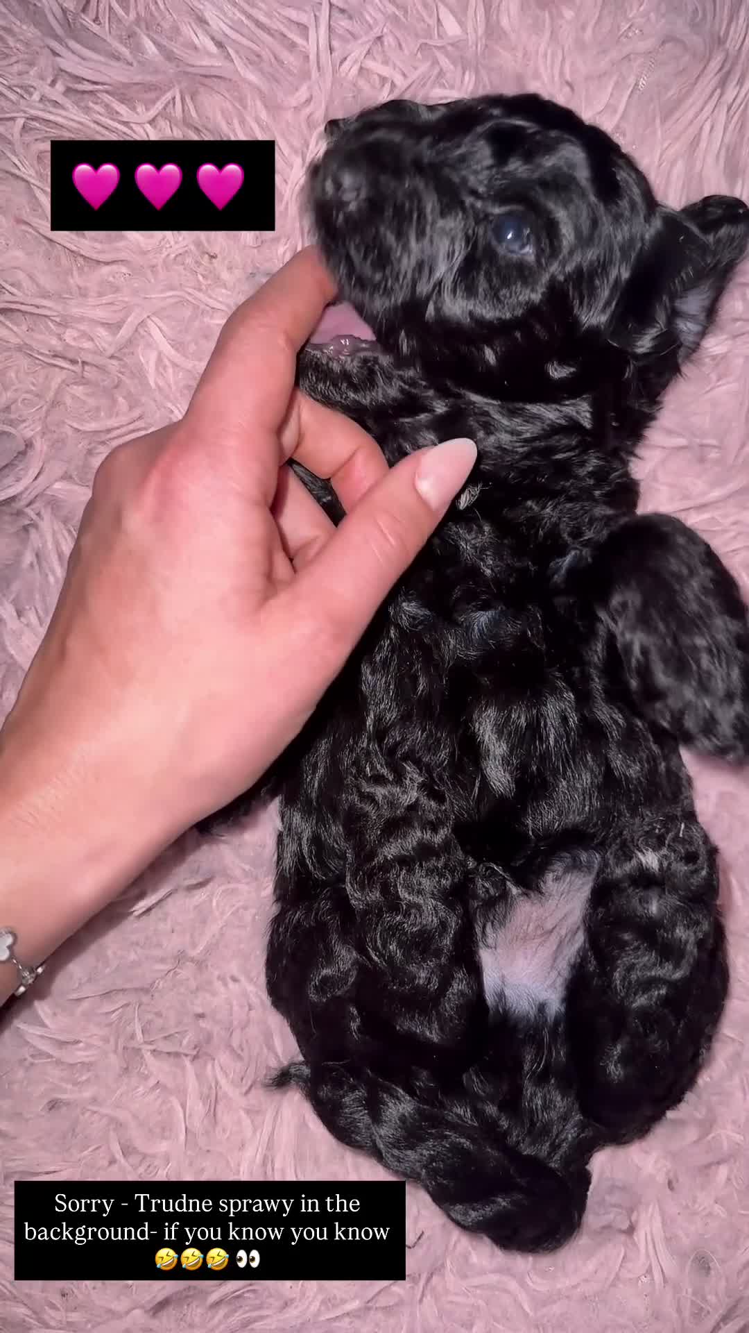 Cavapoo dogs for sale: Cavapoo puppies - Video 1