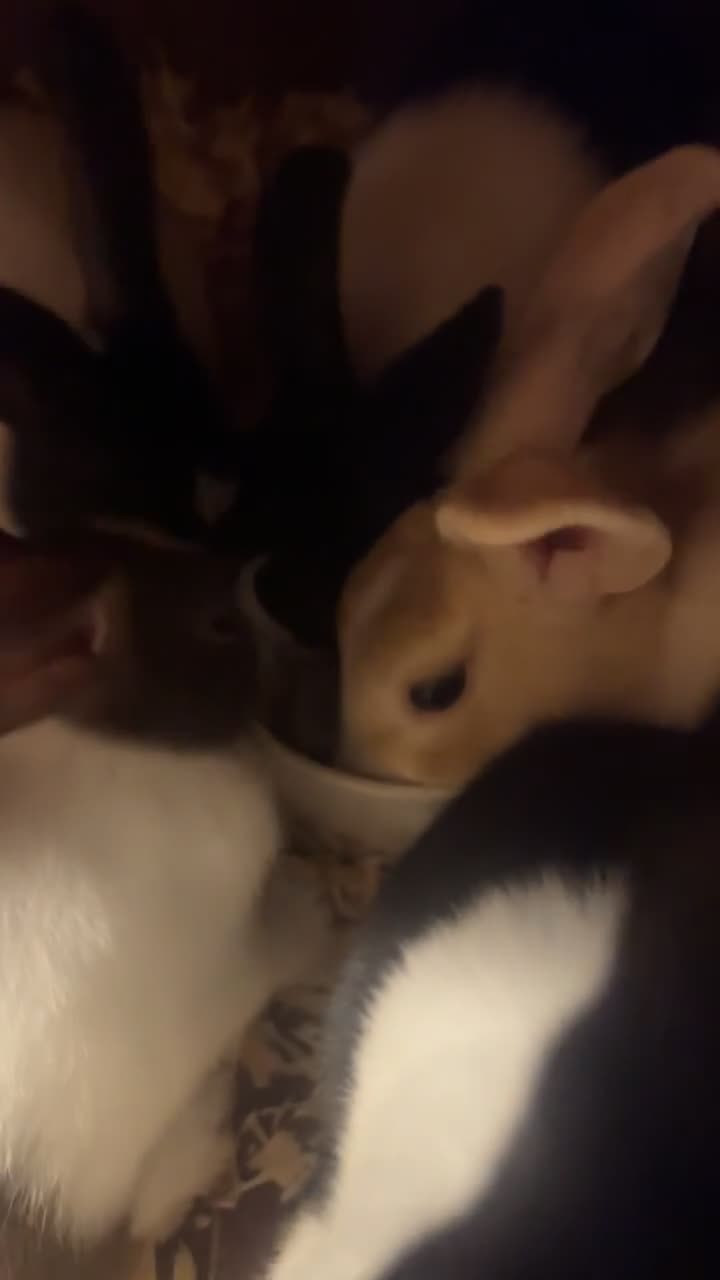 Dutch rabbits for sale: ‼️4 pure bred Dutches ready soon‼️ - Video 1