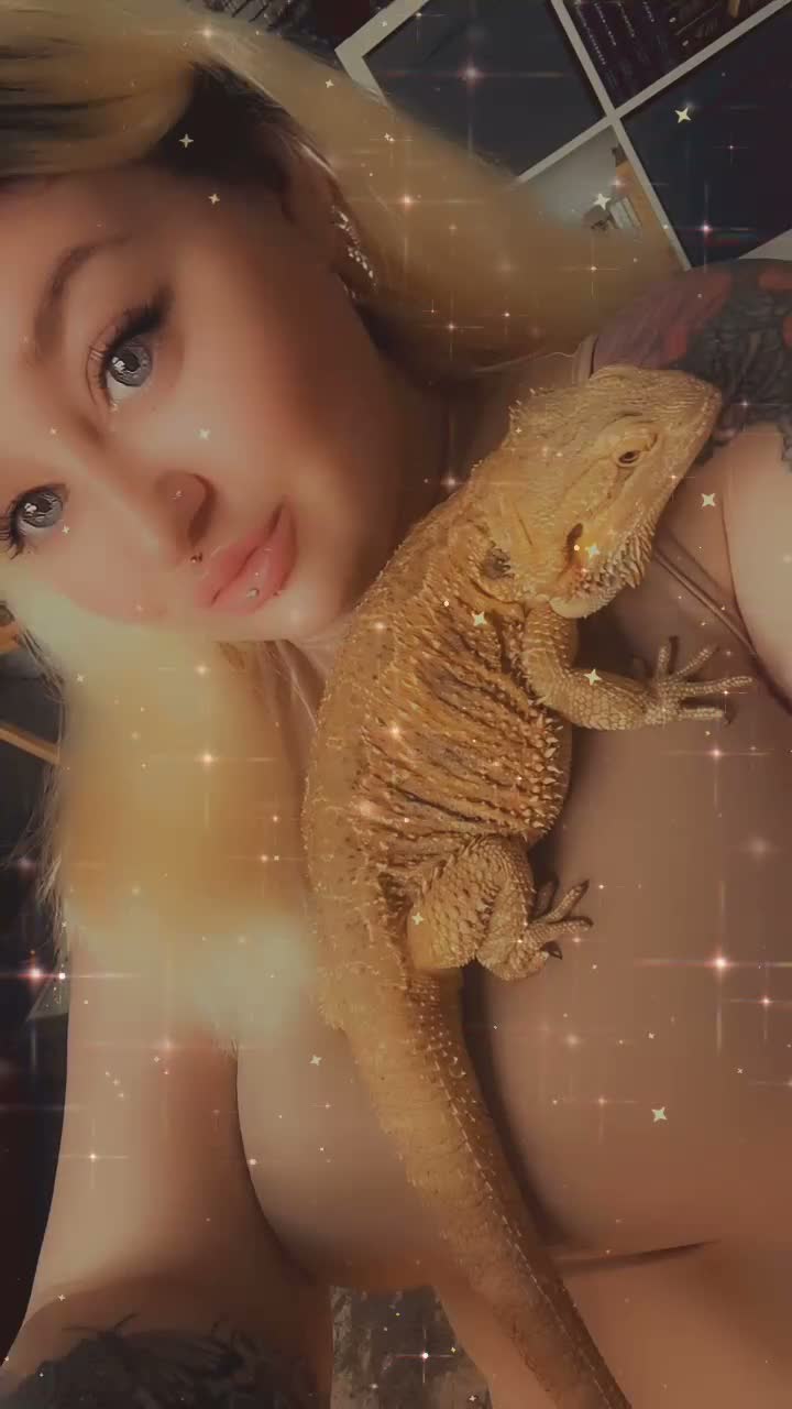 Bearded Dragon reptiles for sale: Bearded dragon and set up for sale - Video 3
