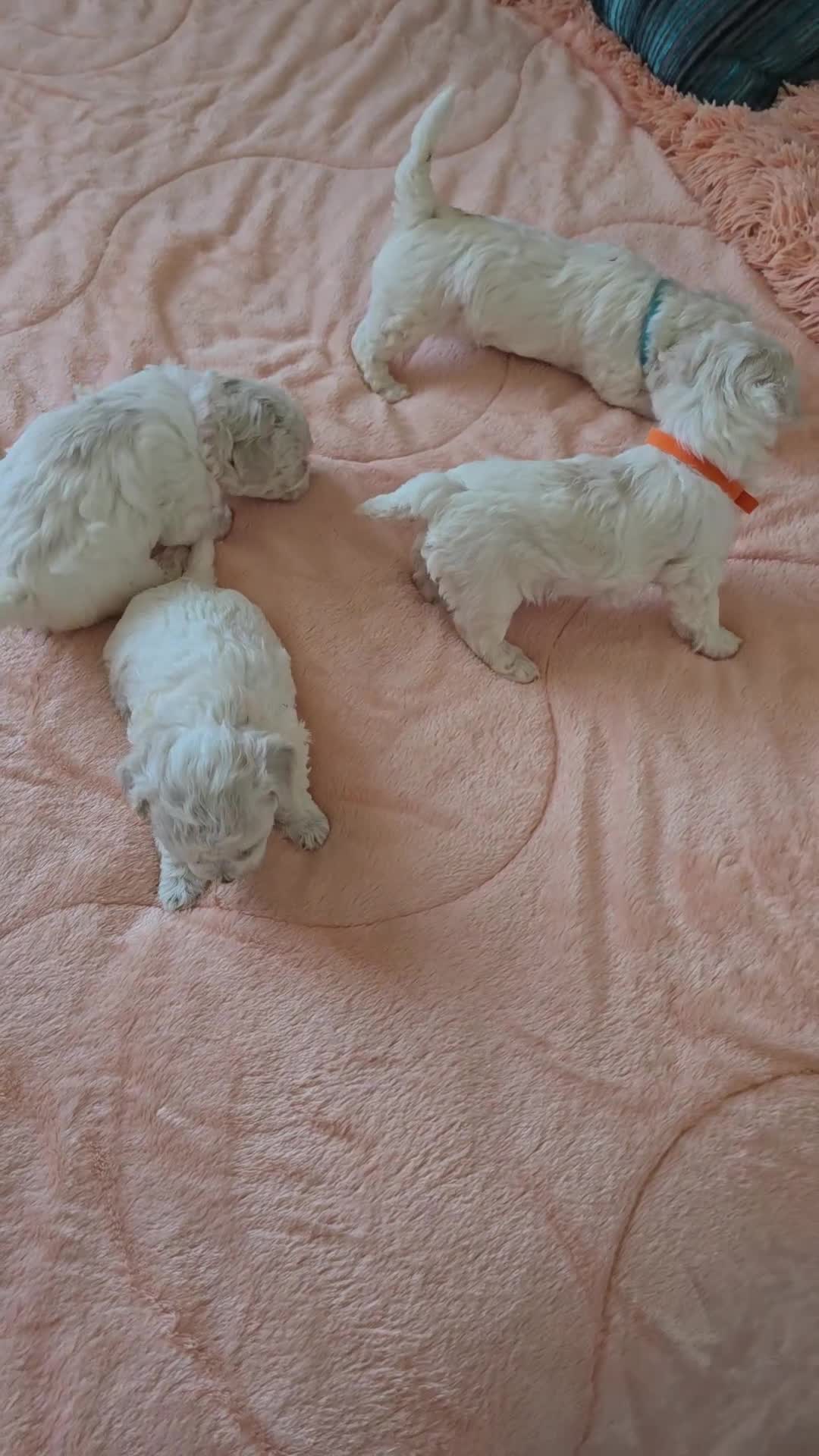 Bichon Frise dogs for sale: Stunning quality bichon-frise puppies ,ready to go - Video 2