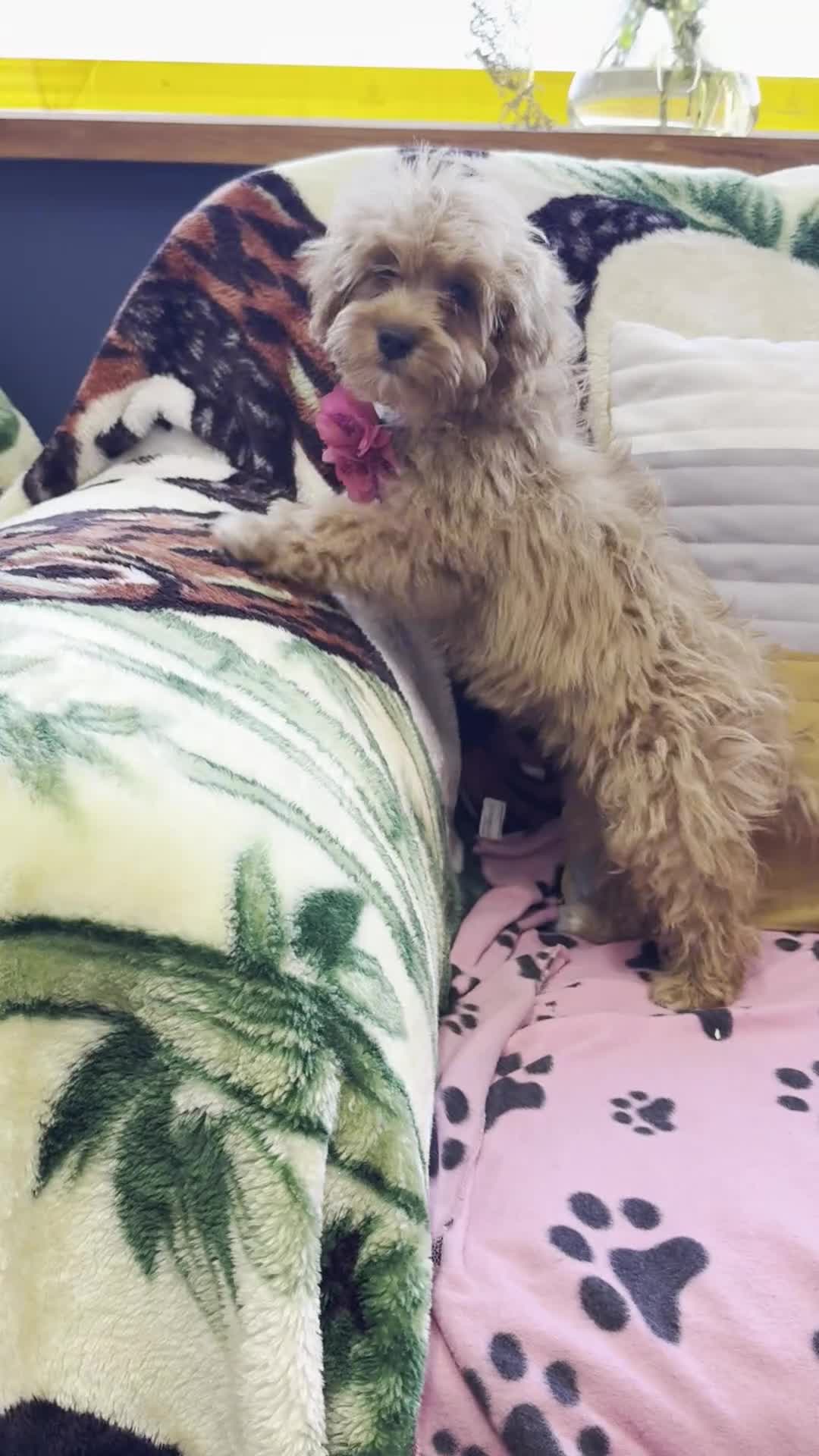 Cavachon dogs for sale: Fluffball Cavapoos ready to go 💕 - Video 4