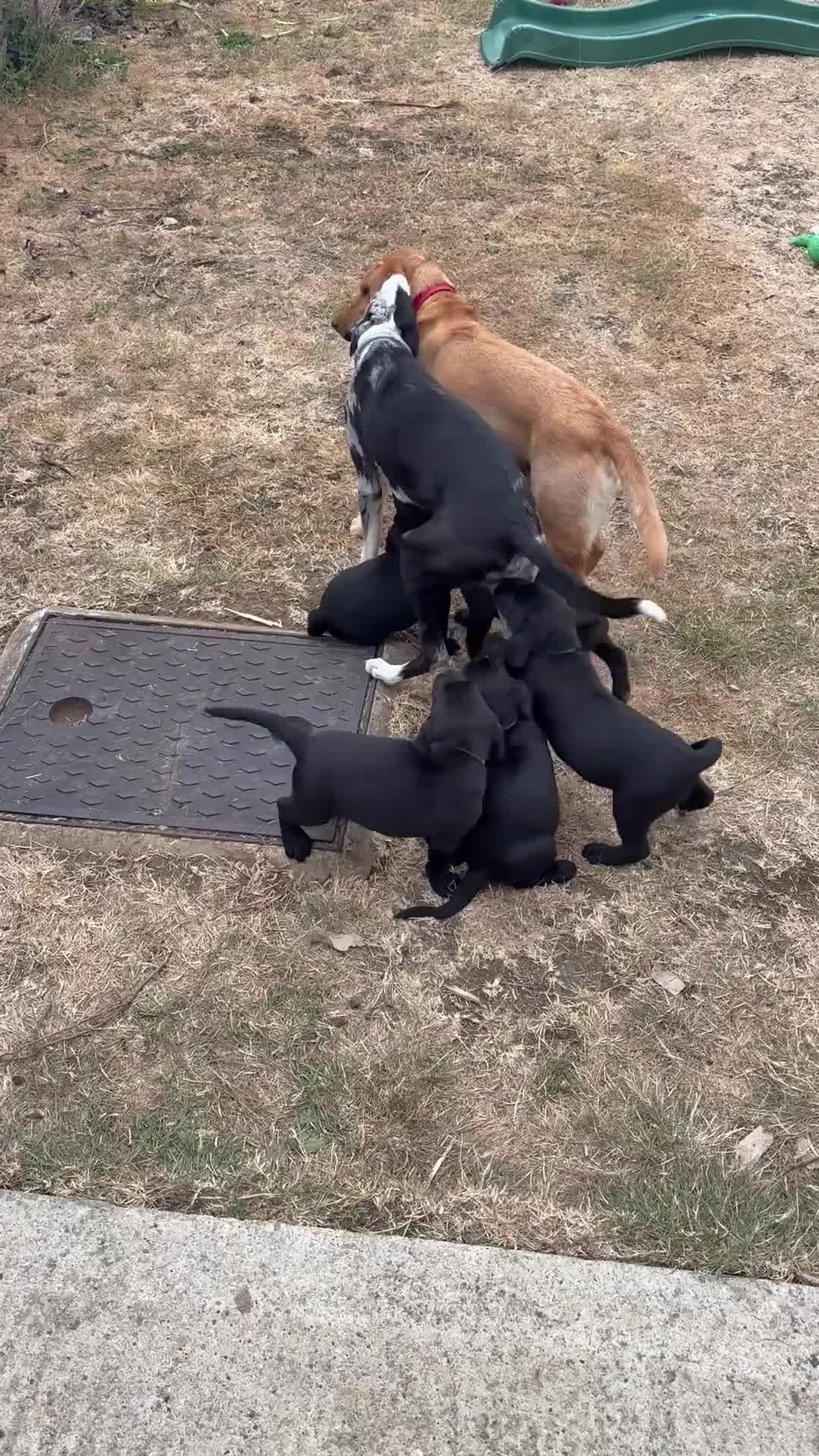Labrador Retriever dogs for sale: 9 gorgeous KC registered black Labrador retrievers - Video 3