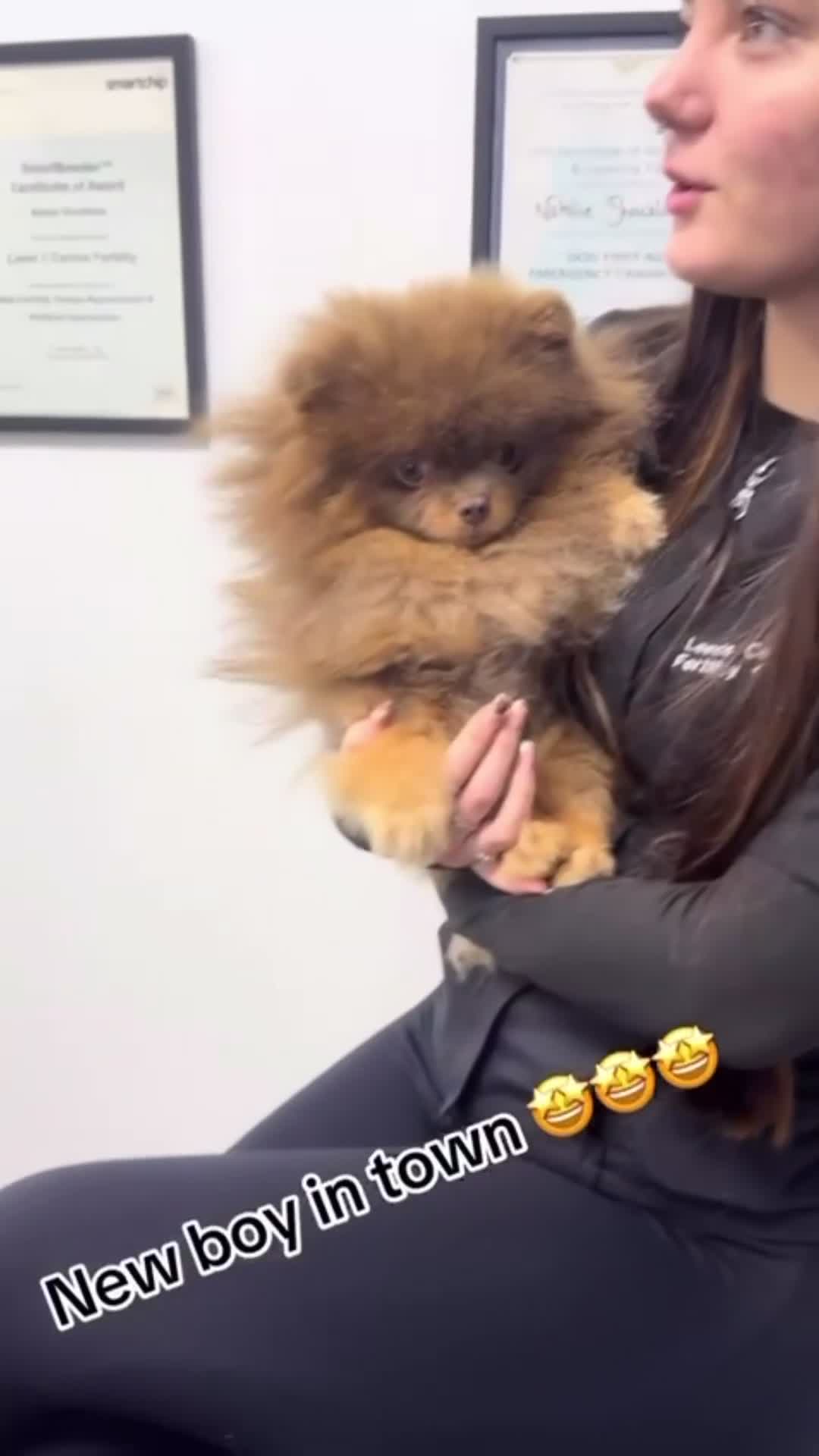 Pomeranian dogs for stud: Exclusive KC Lilac Tan Teddy 🧸 - Video 1