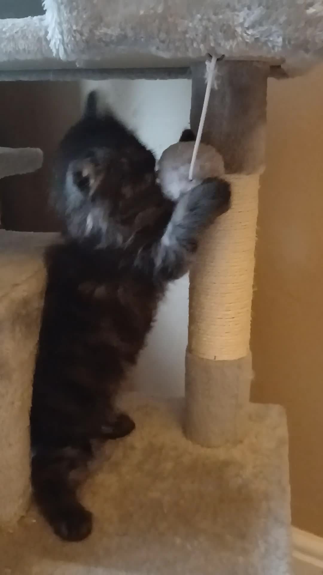 Mixed Breed cats for sale: British long hair cross Ragdoll  - Video 2