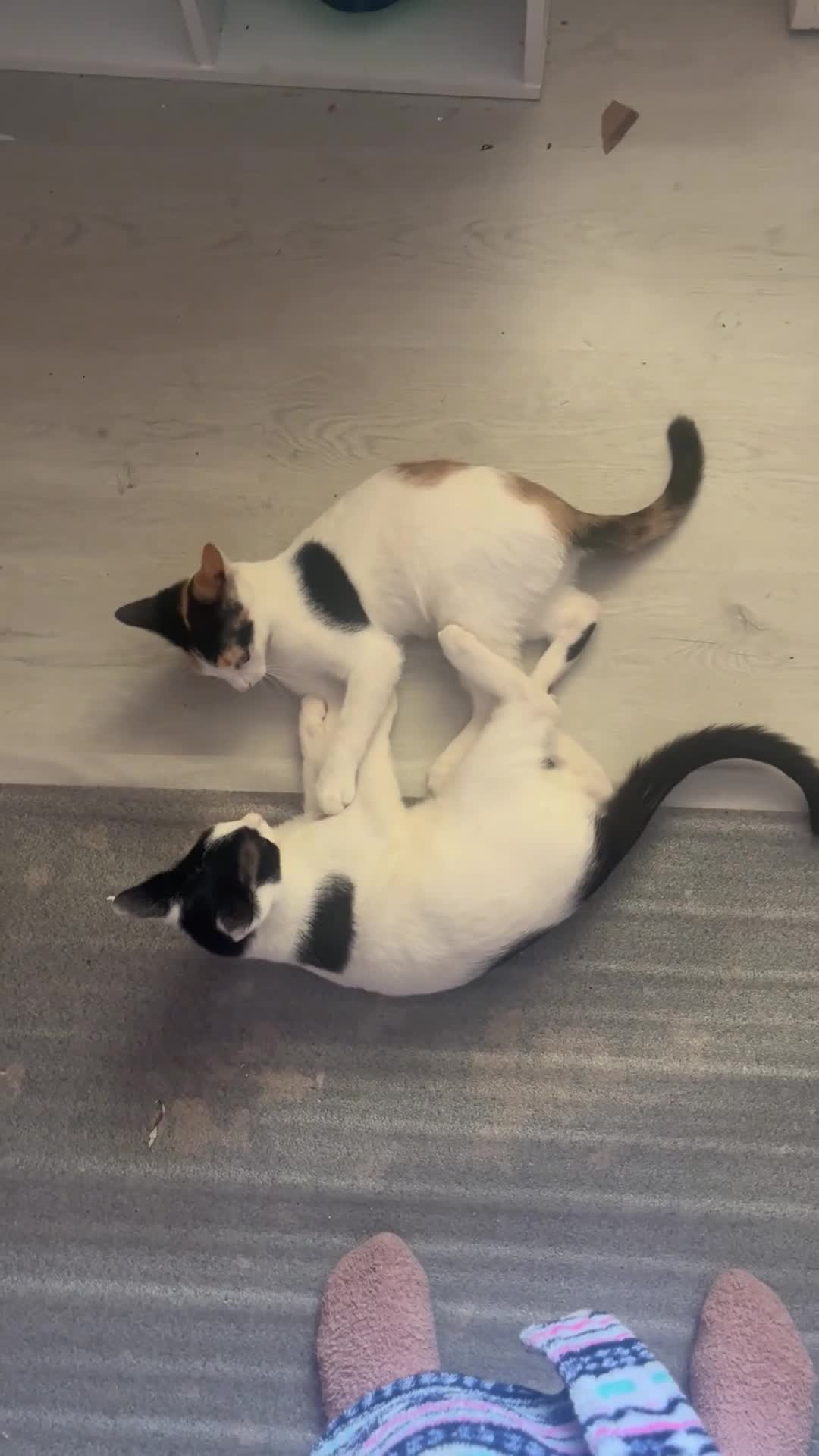 Mixed Breed cats for sale: Kitten  in Hull - Video 1
