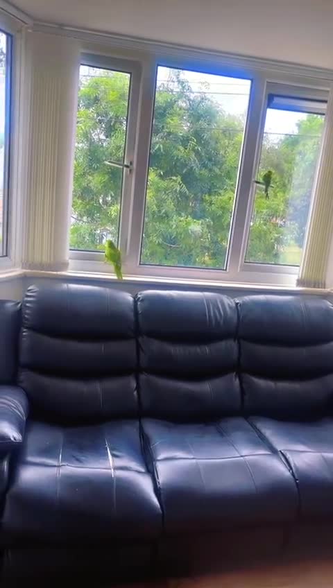 Parrots birds for sale: Indian Ringneck - Video 1