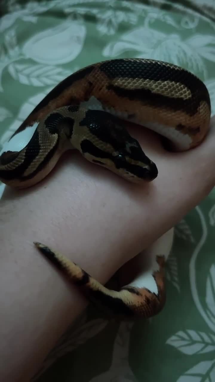 Snake reptiles for sale: 6 month old male ball python - Video 2