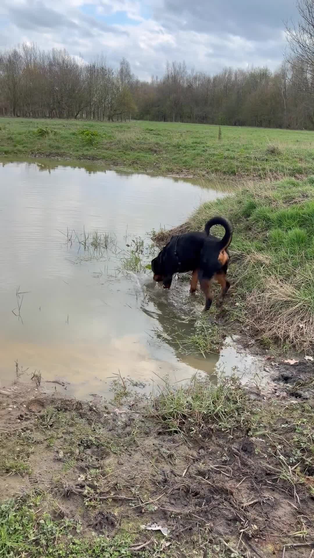 Rottweiler dogs for sale: Ronnie  Friendly, Loving 12 Month Male Rottweiler - Video 2