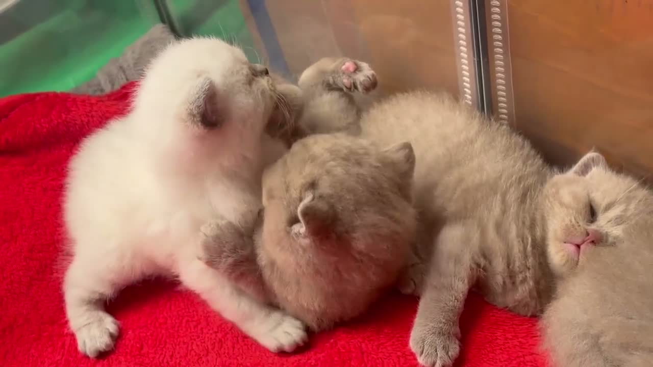 British Shorthair cats for sale: Beautiful Purebred British Shorthair Kittens - Video 2