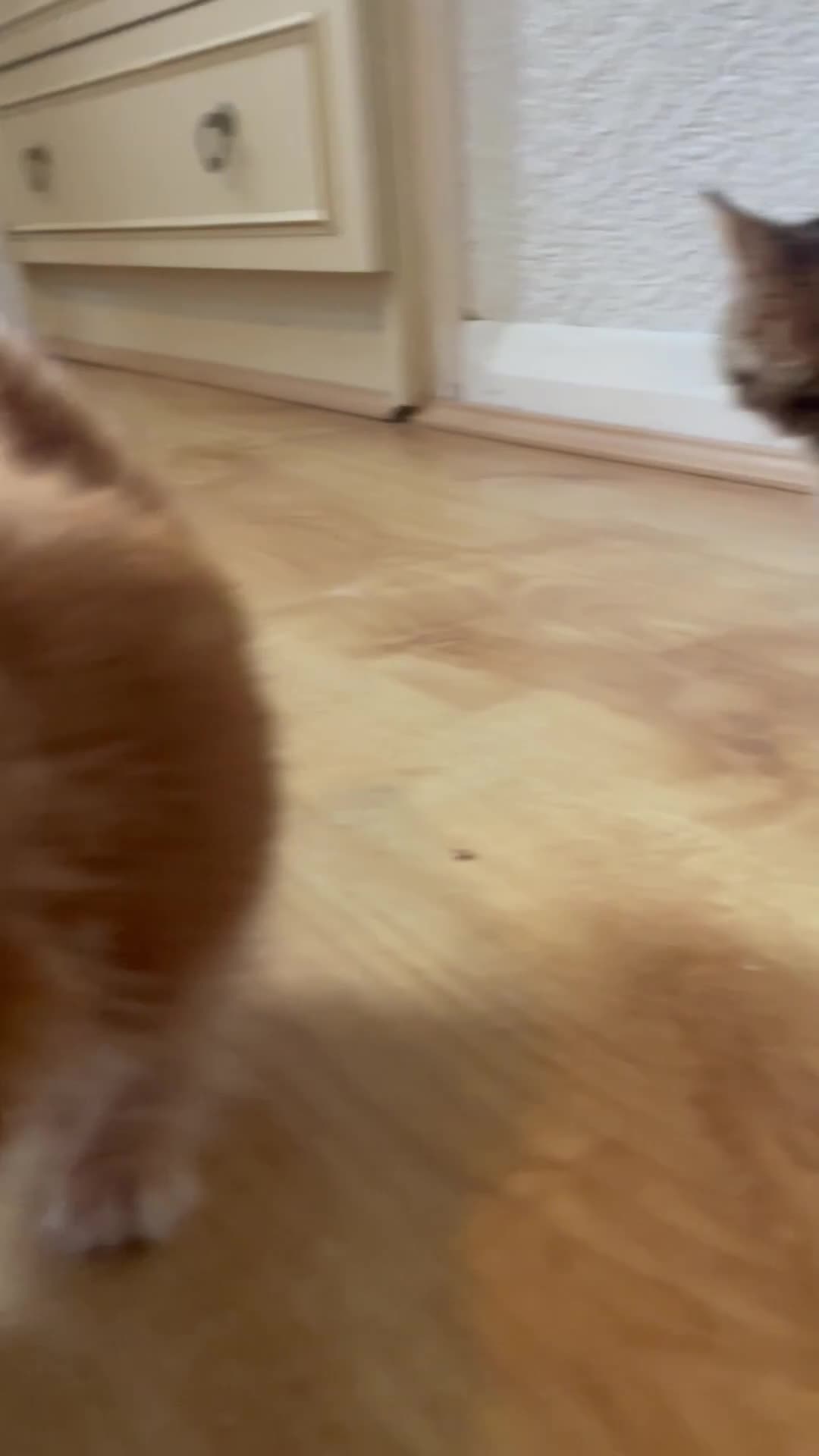 Domestic Shorthair cats for sale: 2 cute boy kittens looking for a forever home - Video 1