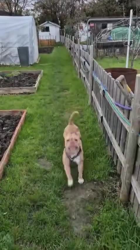 Mixed Breed dogs for sale: English bulldog / staff  - Video 1