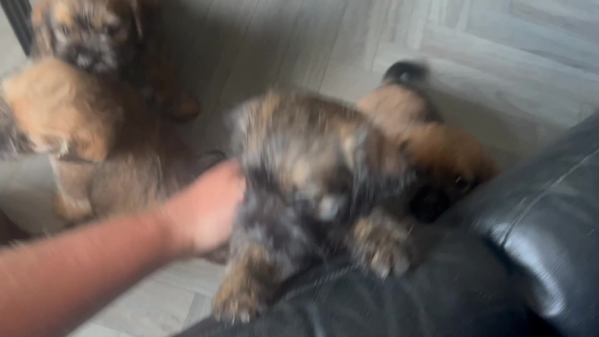 Mixed Breed dogs for sale: Boarder terrier x Shih tzu puppies for sale in Wrexham - Video 1