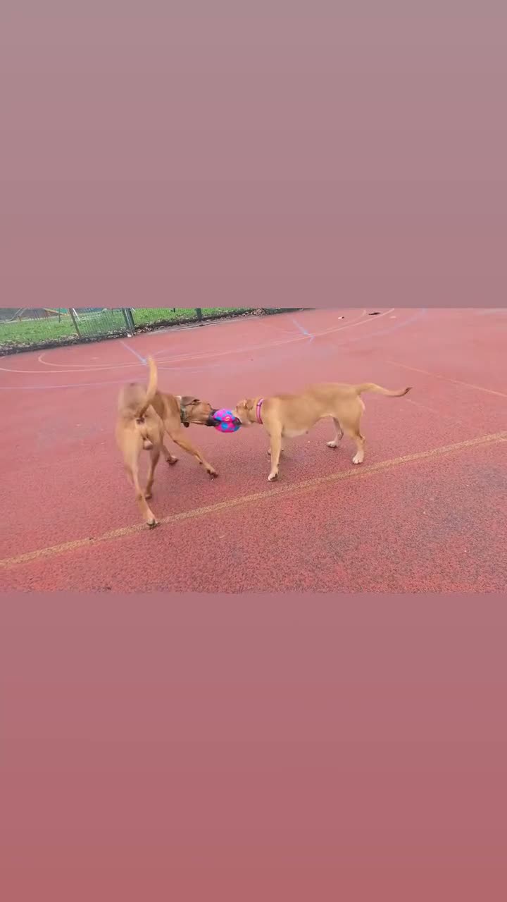Mixed Breed dogs for sale: 5 months old Rhodesian ridgeback puppies  - Video 2