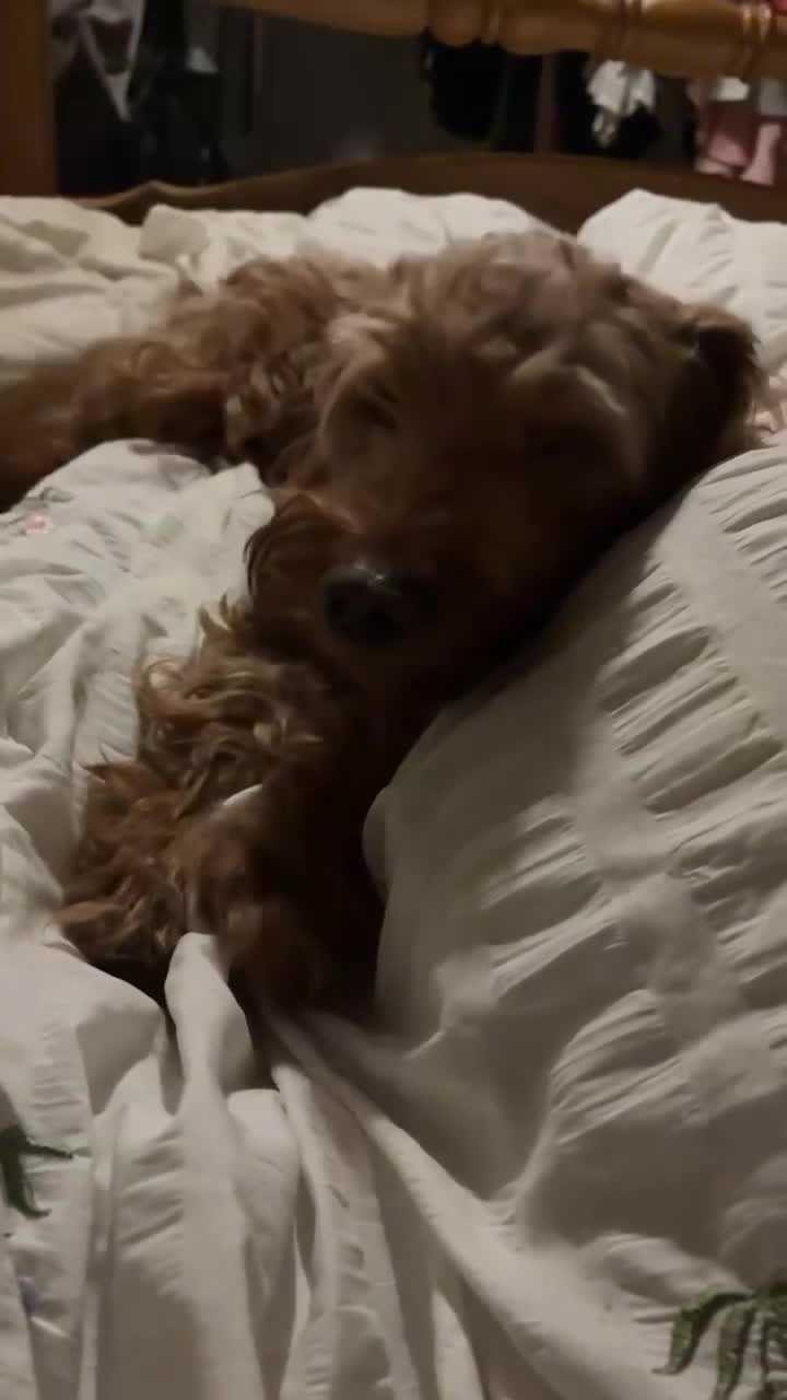 Mini Goldendoodle dogs for sale: 2 Mini Goldendoodle girls - Video 2