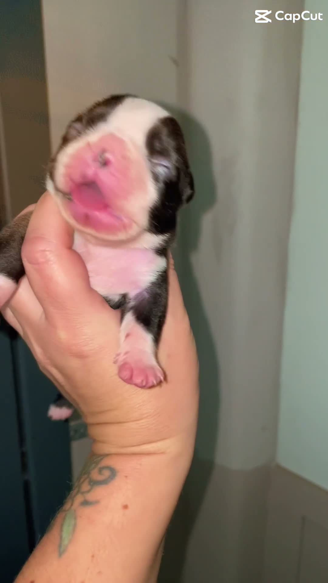 Boston Terrier dogs for sale: 5 Outstanding Wildax & Skin Deep  - Video 1