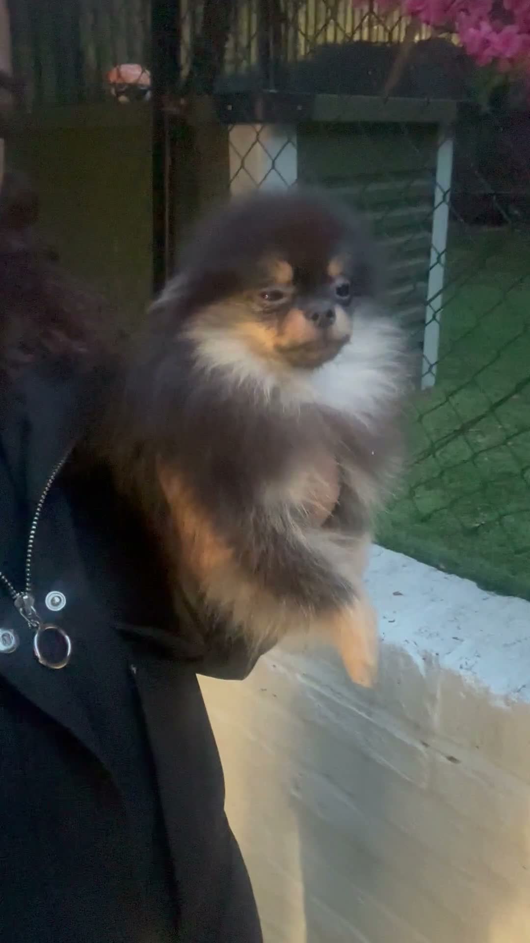 Pomeranian dogs for sale: Girl Pomeranians 🖤🤍 - Video 1