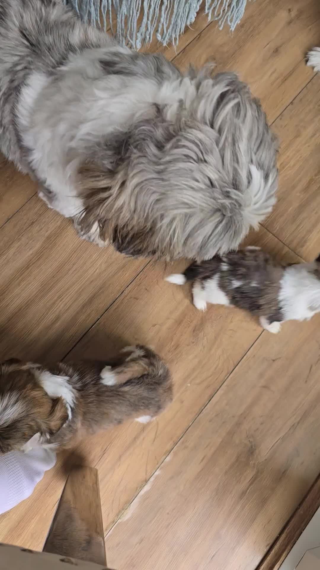 Shih Tzu dogs for sale: Shih Tzu puppies  - Video 1