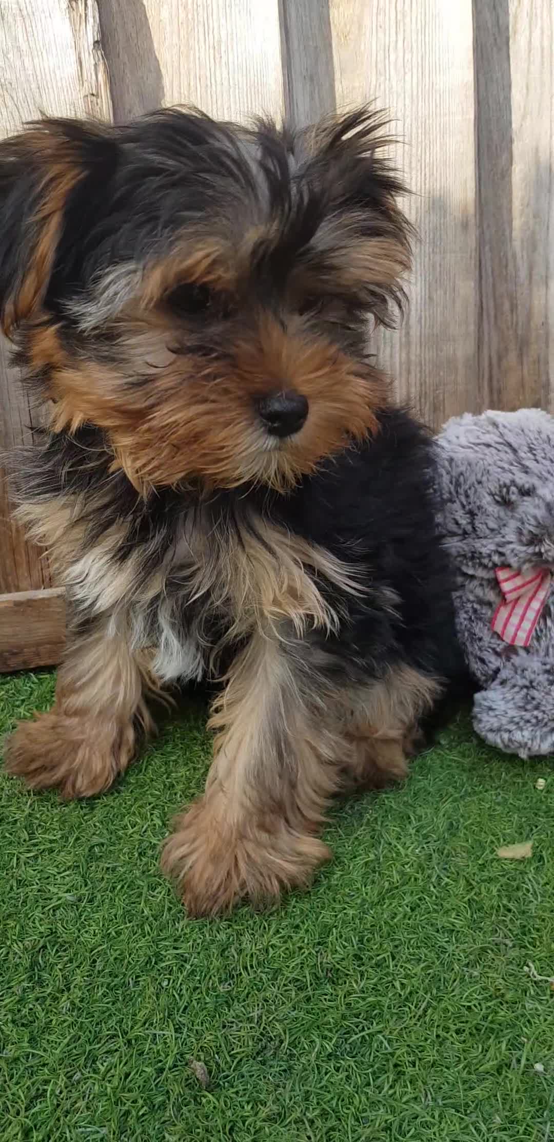 Yorkshire Terrier dogs for sale: Yorkshire terrier puppies 1  boy 12 weeks old  - Video 3