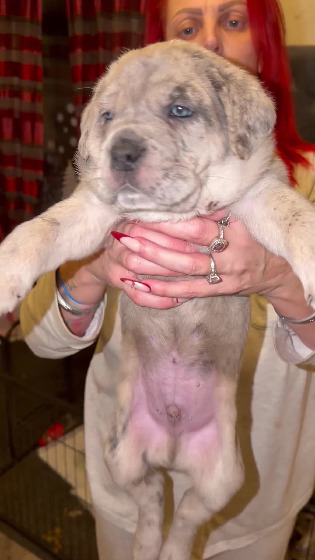 Cane Corso dogs for sale: Champion Bloodline Cane Corso Pups - Video 3