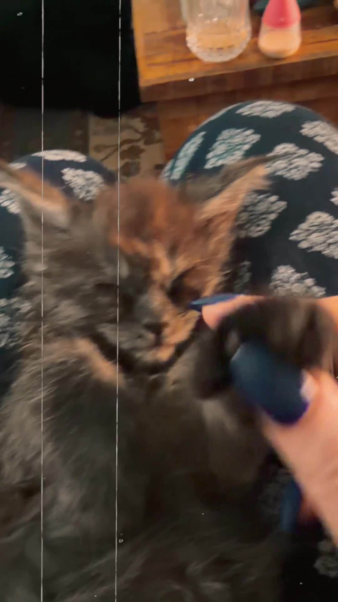 Maine Coon cats for sale: Beautiful high smoked and smoked kittens for sale  - Video 3